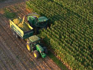 CDP Arborea Trinciatura Mais