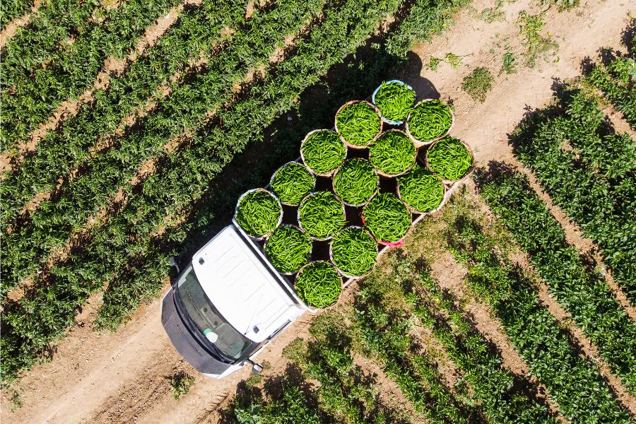 Campo agricolo  peperoni Turchia