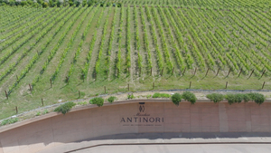 Vigneti Antinori