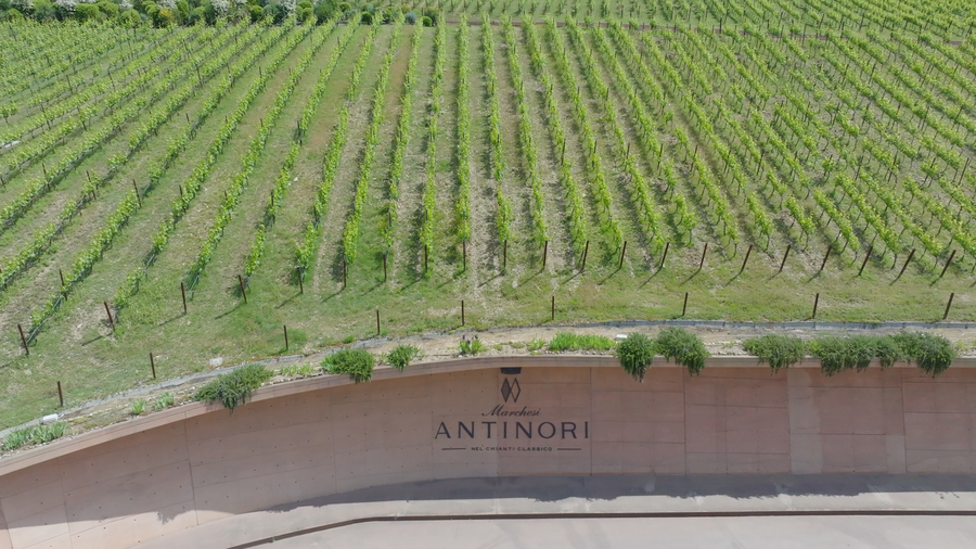 Vigneti Antinori