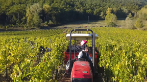Trattore che lavora nei vigneti