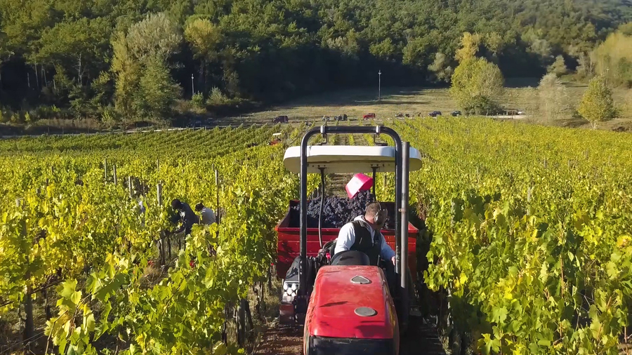 Trattore che lavora nei vigneti