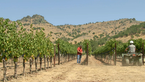 Uomo che lavora nei vigneti di Antinori
