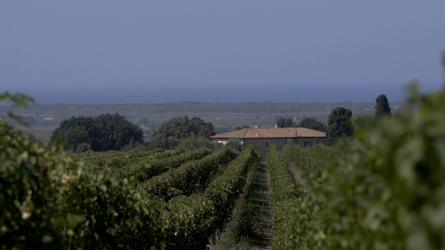 Vigneti Antonori e in fondo una casa