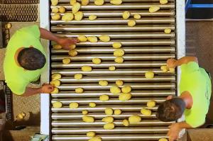uomini che lavorano delle patate su un rullo