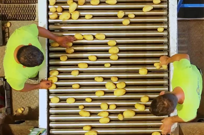 uomini che lavorano delle patate su un rullo