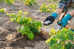 coltivazione agricola