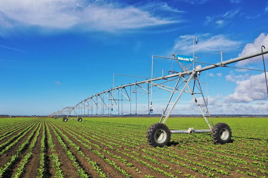 coltivazione agricola