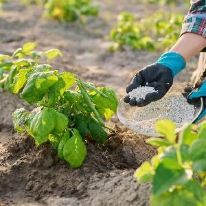 coltivazione agricola