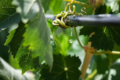 Sistema di irrigazione a goccia per coltivazioni agricole.
