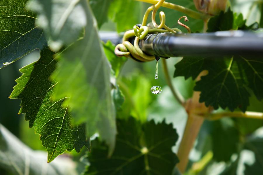 Sistema di irrigazione a goccia per coltivazioni agricole.
