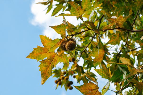 Pianta di castagne