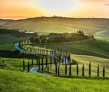 Paesaggio collinare con vigneti e filari di recinti al tramonto.