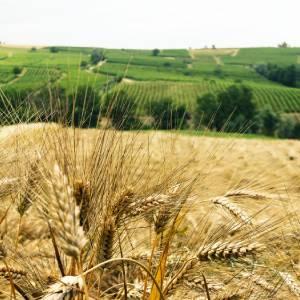Campo di grano con spighe in primo piano e colline verdi sullo sfondo