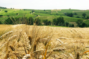 Campo di grano con spighe in primo piano e colline verdi sullo sfondo