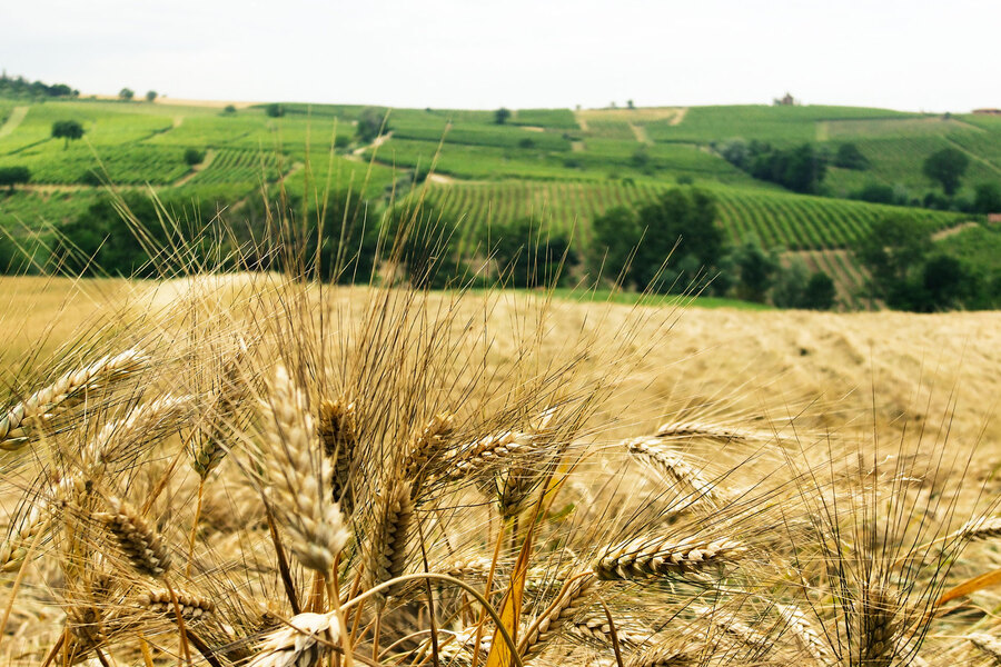 Campo di grano con spighe in primo piano e colline verdi sullo sfondo
