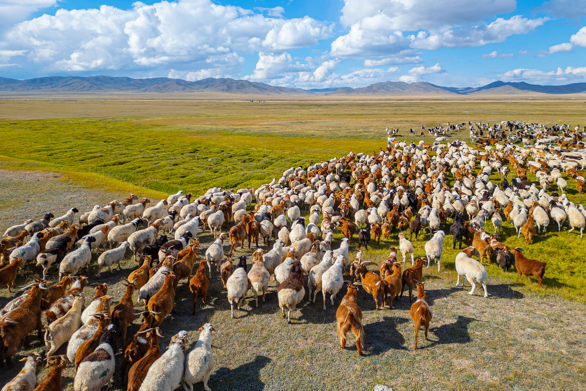 Grande mandria di capre e pecore in un paesaggio aperto
